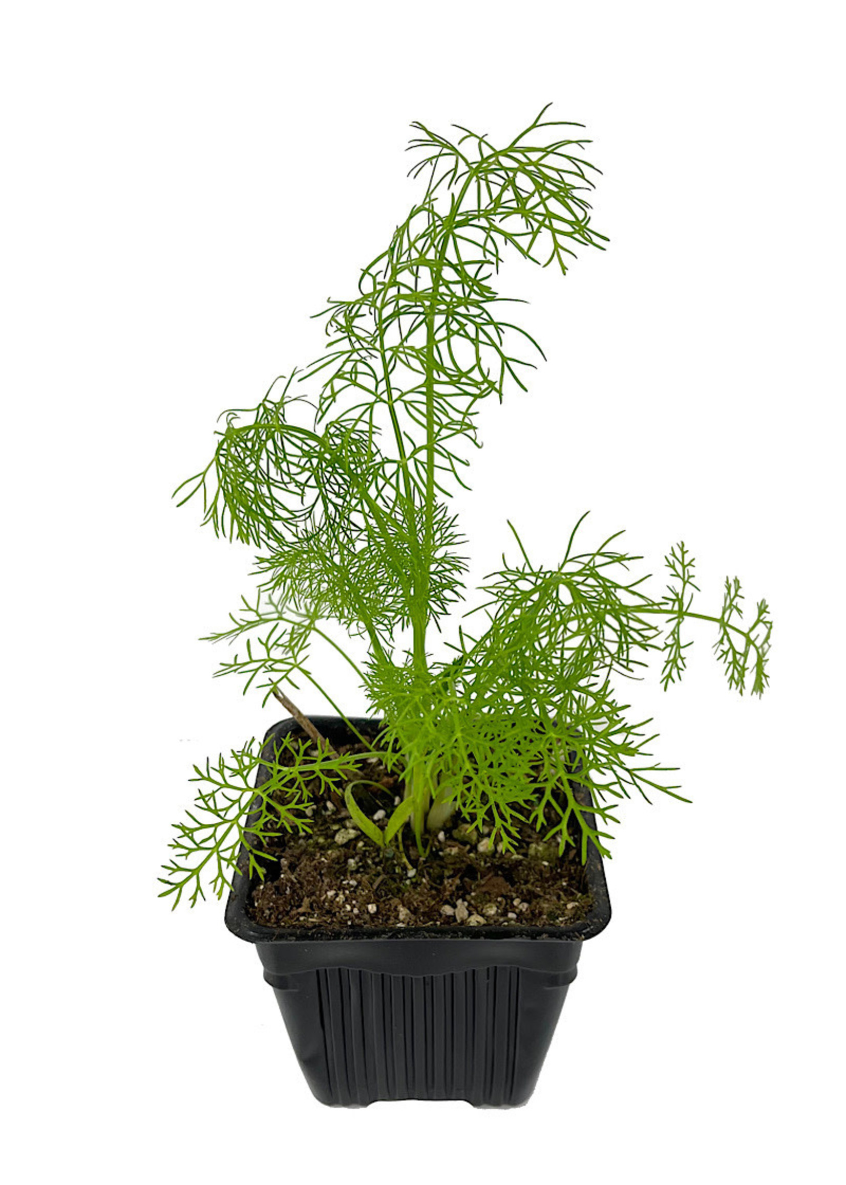 Fennel 4 Inch