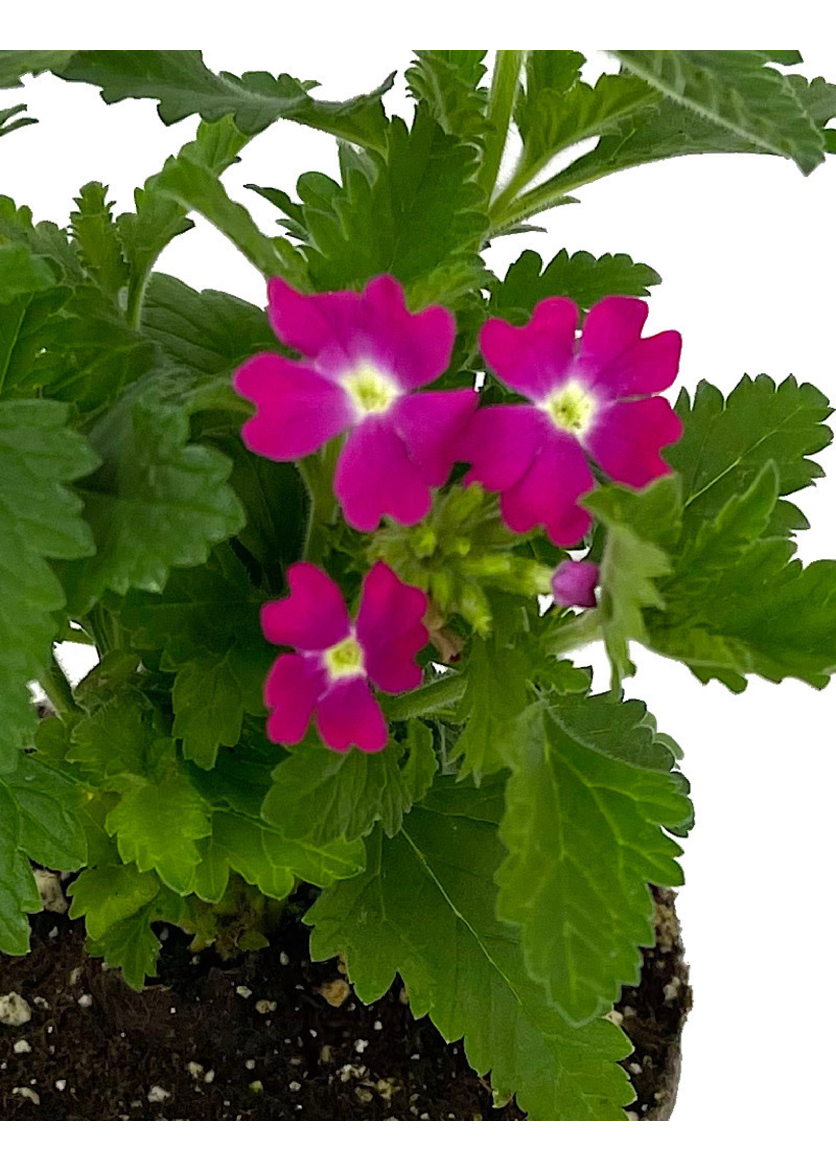 Verbena 'Lanai Upright Rose with Eye' 4 inch