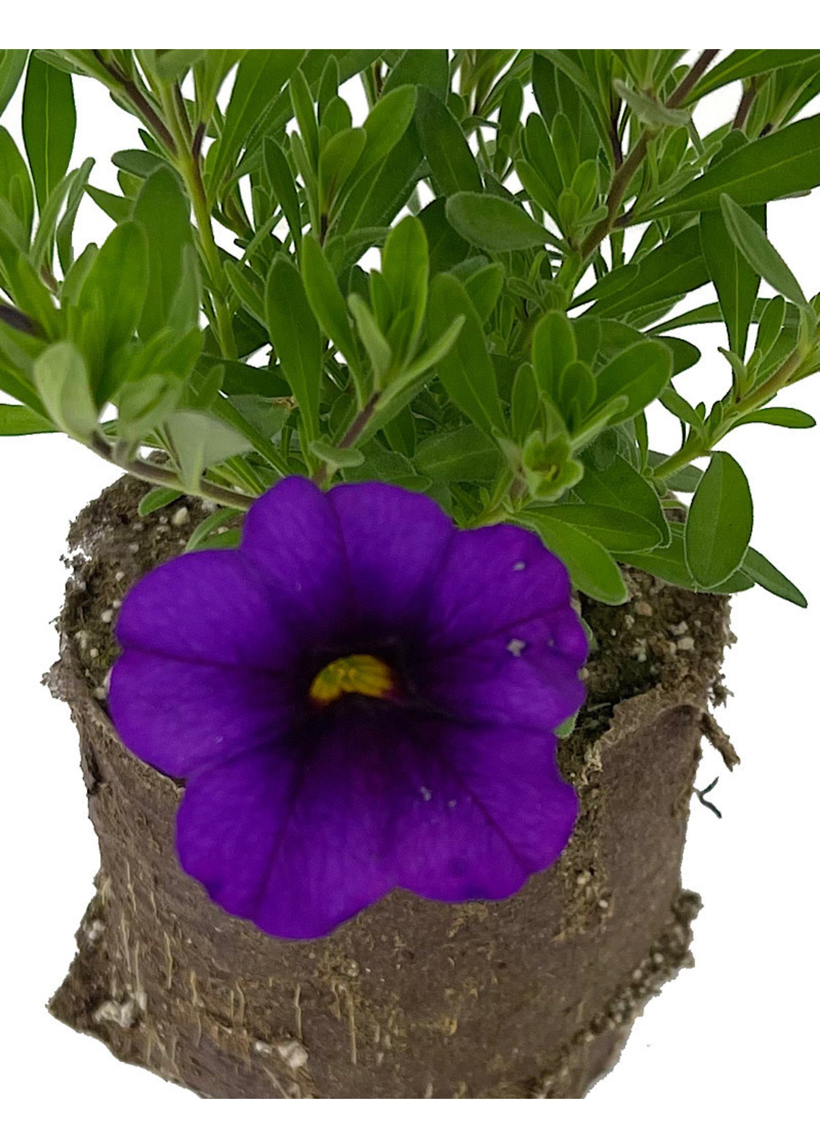 Calibrachoa ‘Bloomtastic Purple’ 4 Inch