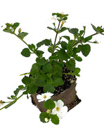 Bacopa ‘MegaCopa White’ 4 Inch