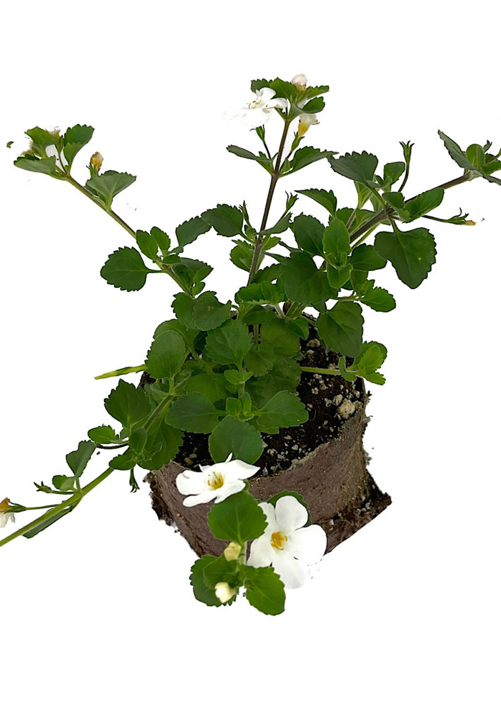 Bacopa ‘MegaCopa White’ 4 Inch