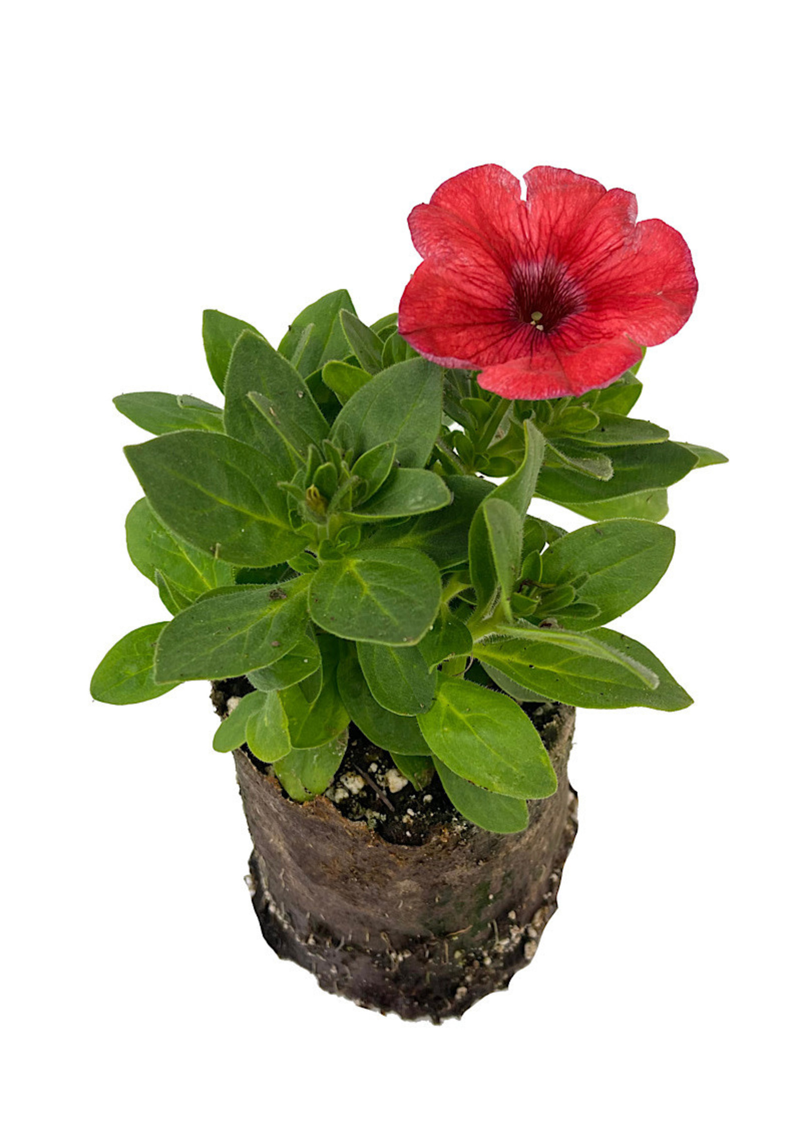 Petunia 'Salmon Red Vein' 4 Inch