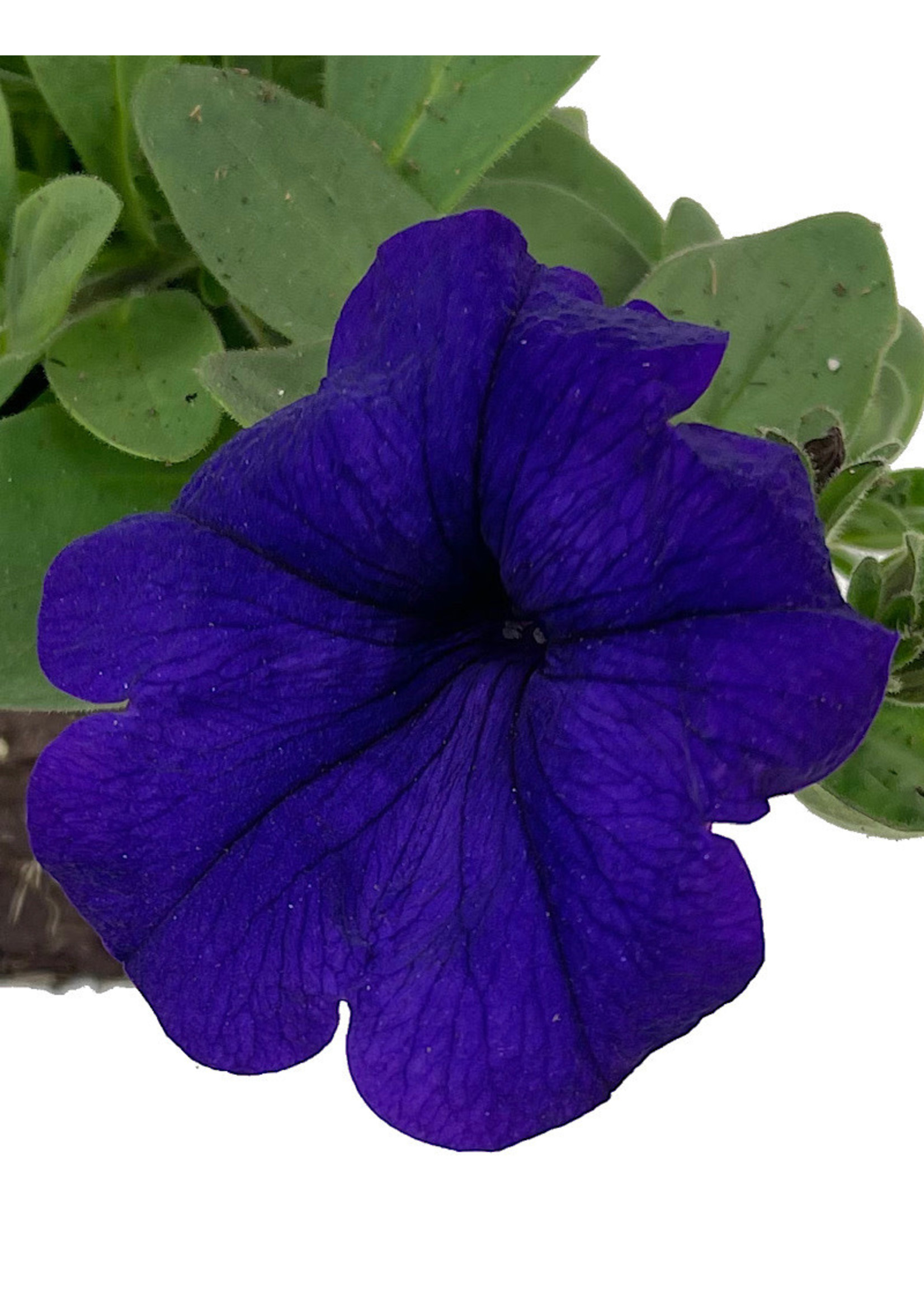 Petunia ‘Main Stage Violet’ 4 Inch