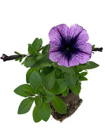 Petunia 'Purple Vein' 4 inch