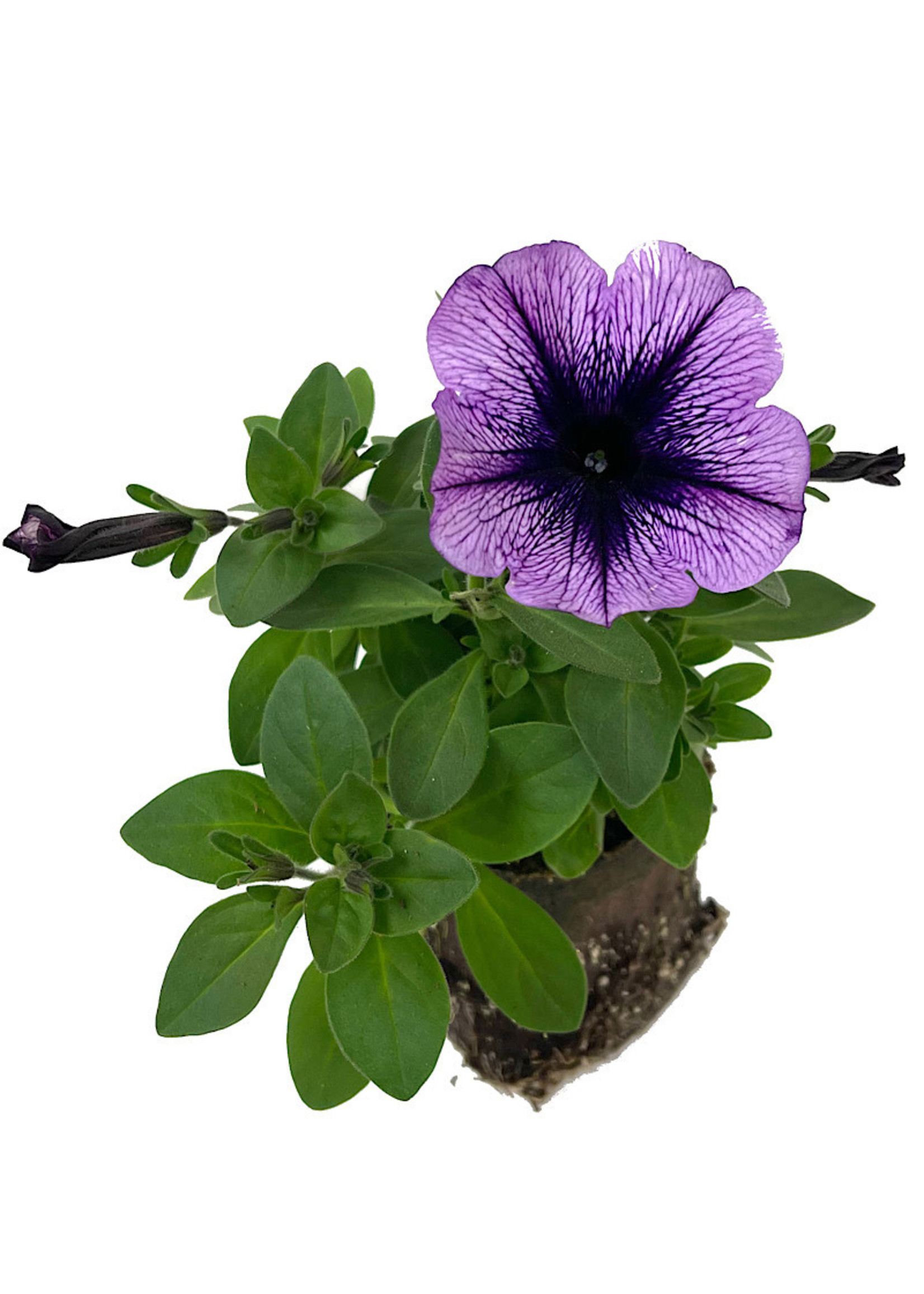 Petunia 'Purple Vein' 4 inch