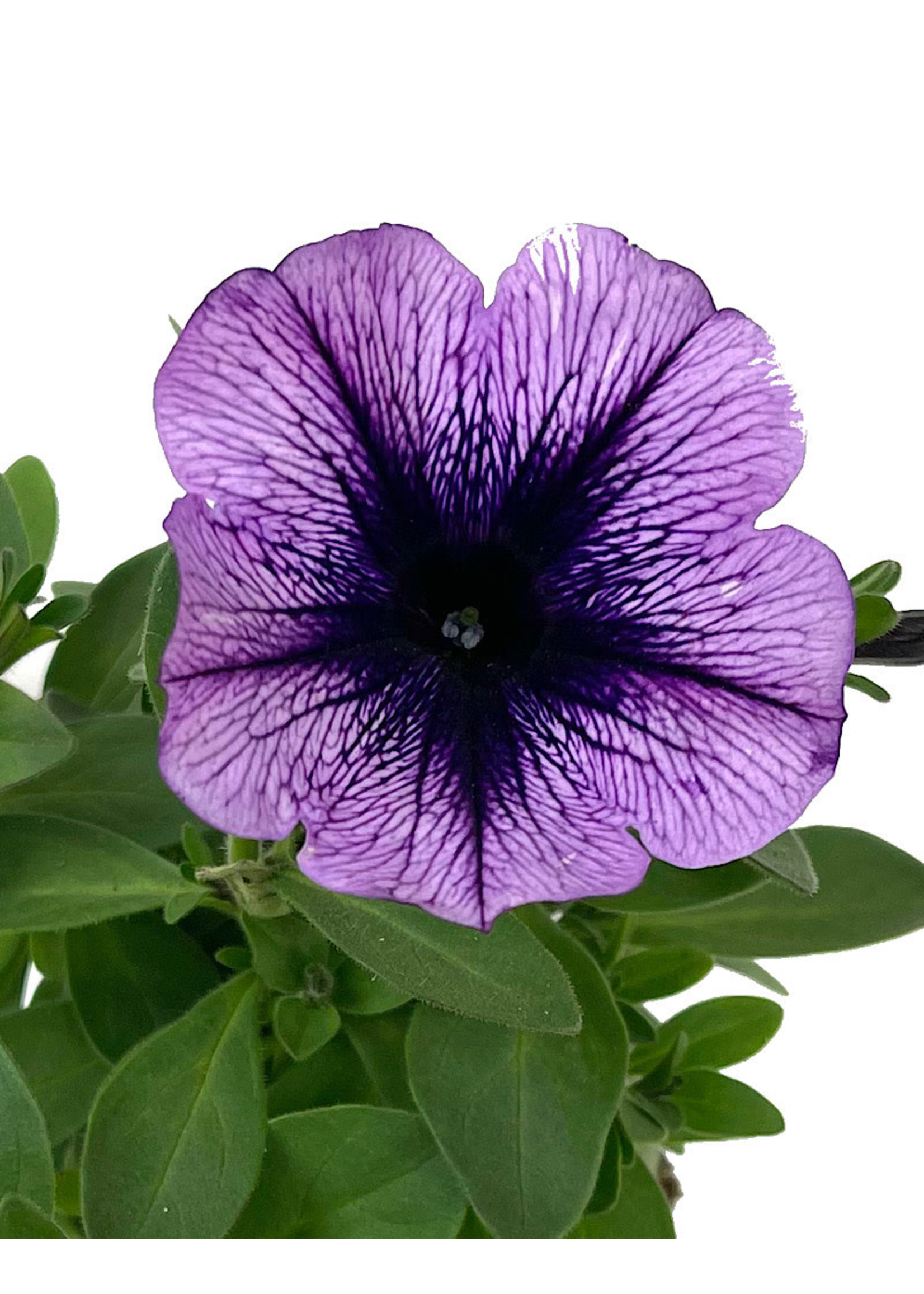 Petunia 'Purple Vein' 4 inch