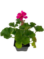 Geranium Zonal 'Tango Violet' 4 Inch