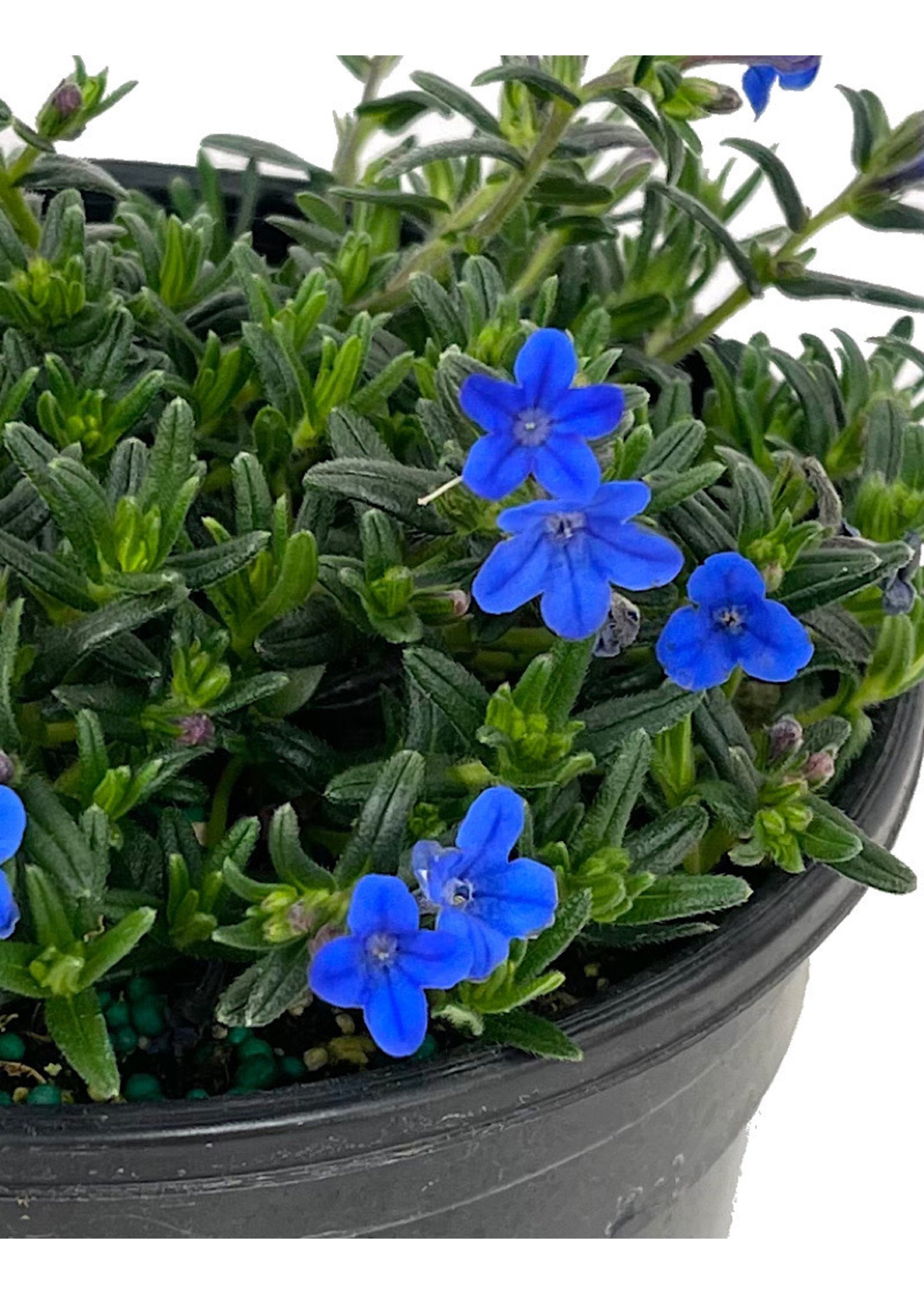 Lithodora diffusa 'Grace Ward' 1 Gallon