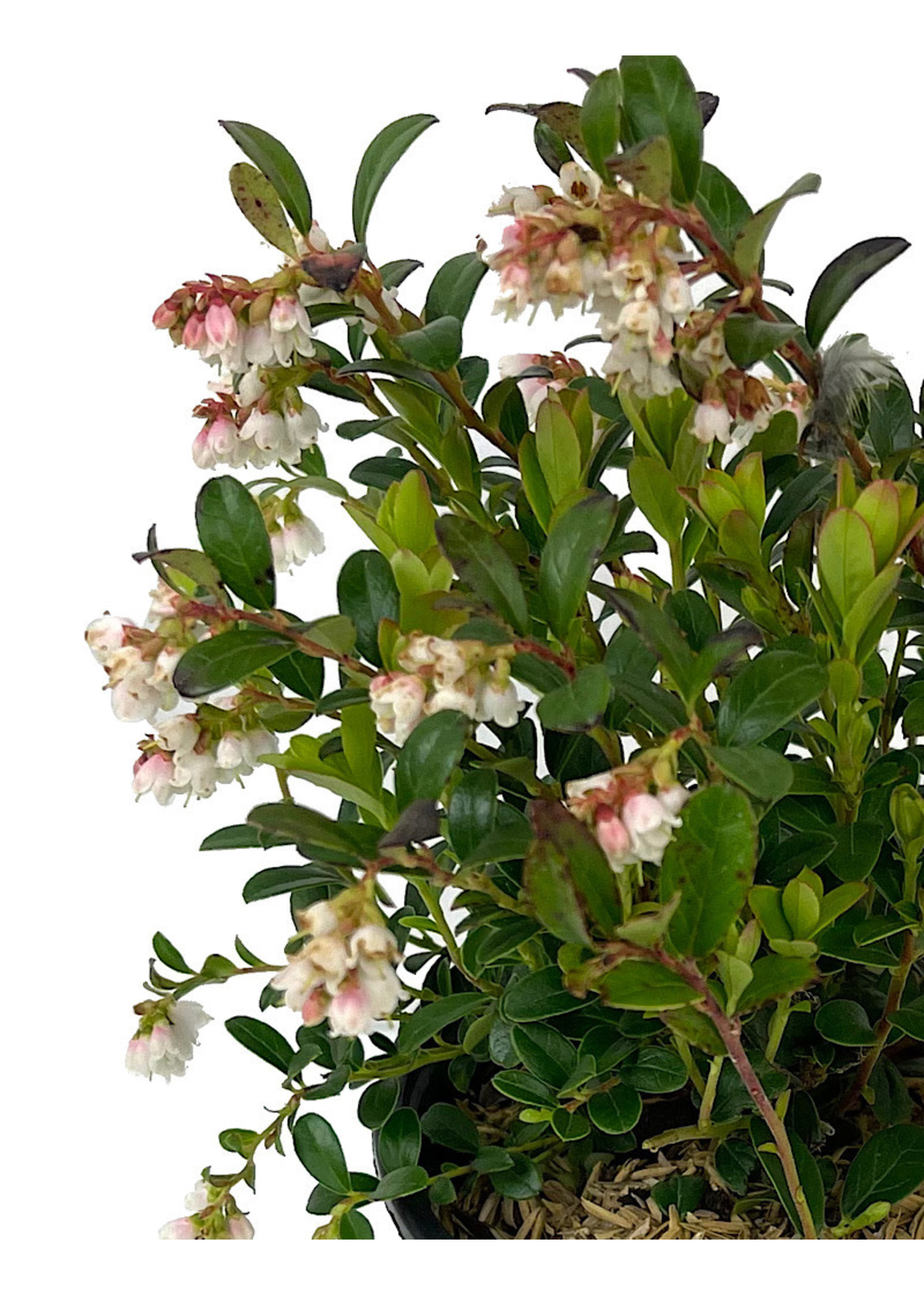 Vaccinium vitis-idaea 'Koralle' Quart