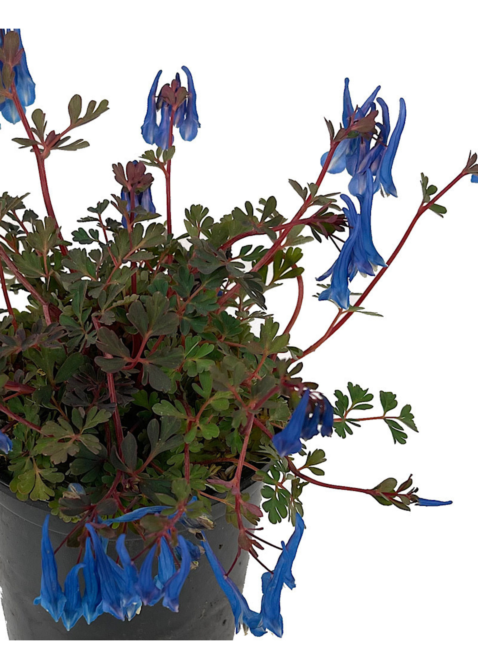 Corydalis 'Blue Heron' Quart