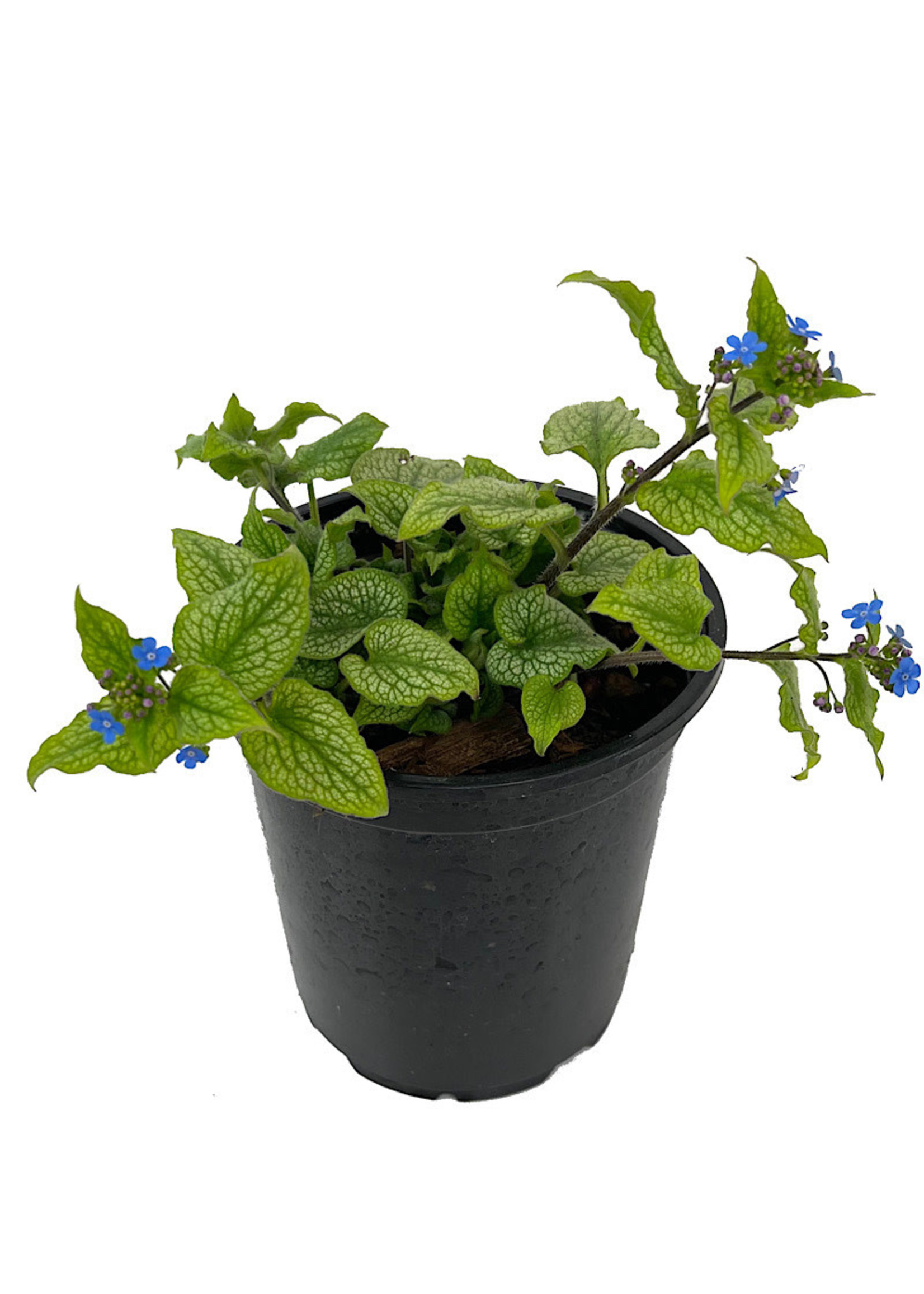 Brunnera macrophylla 'Jack Frost' Quart