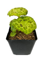 Podophyllum peltatum ‘Spotty Dotty’ 1 Gallon