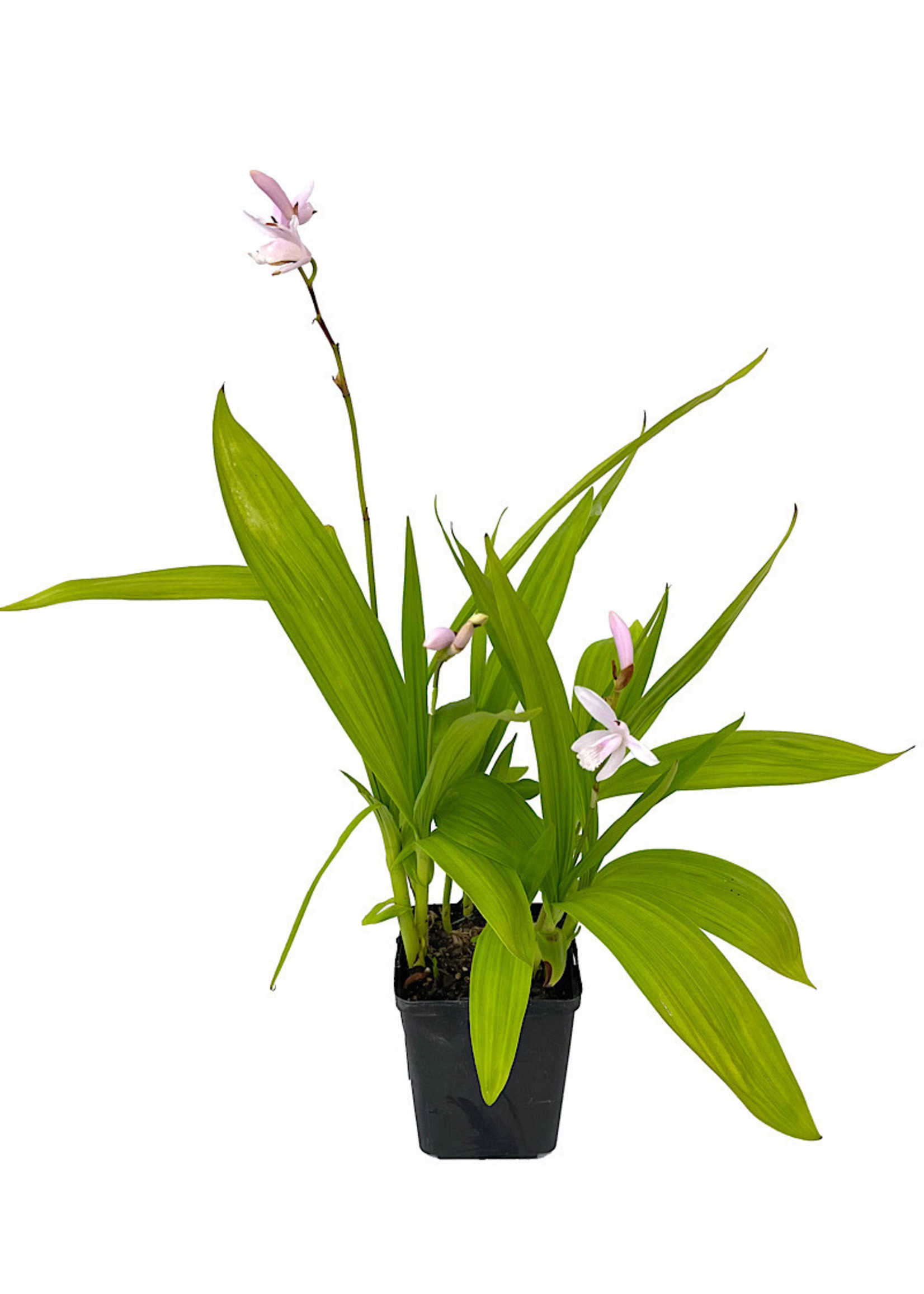 Bletilla striata 'Alba' Quart