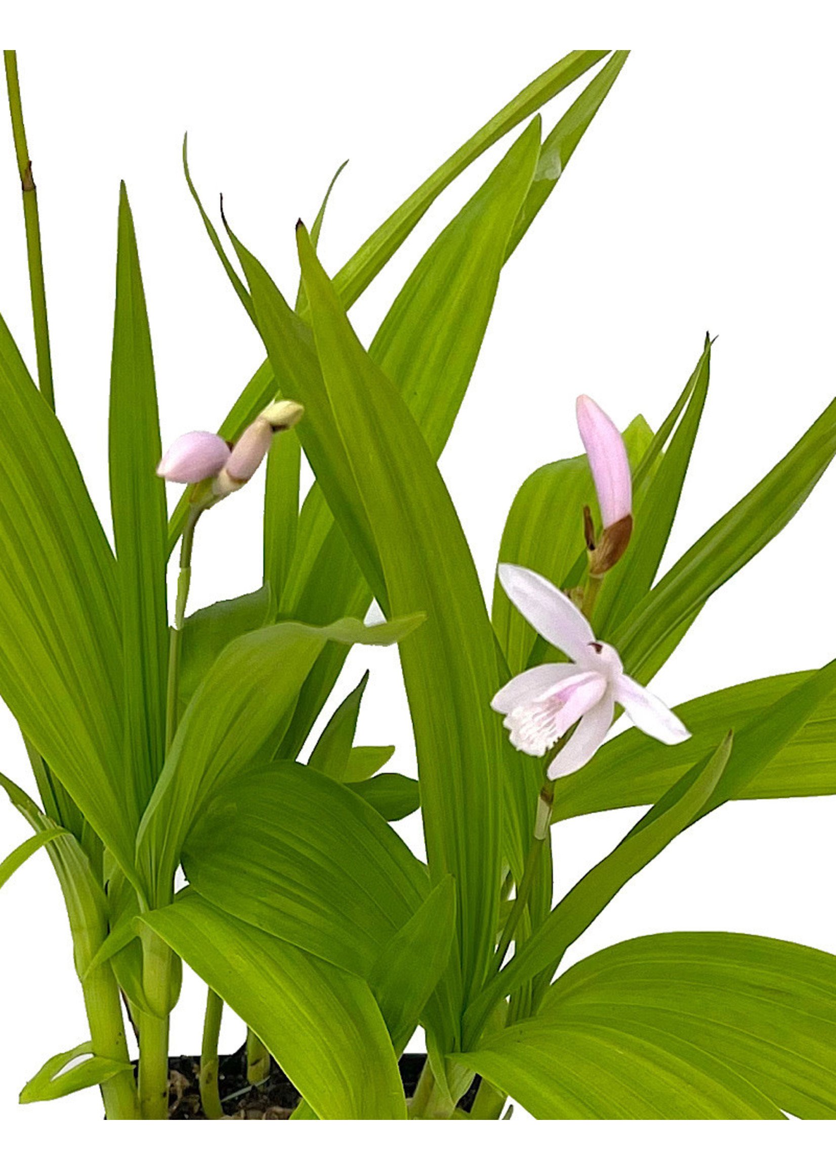 Bletilla striata 'Alba' Quart