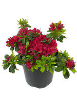 Azalea 'Hino Crimson' 1 Gallon