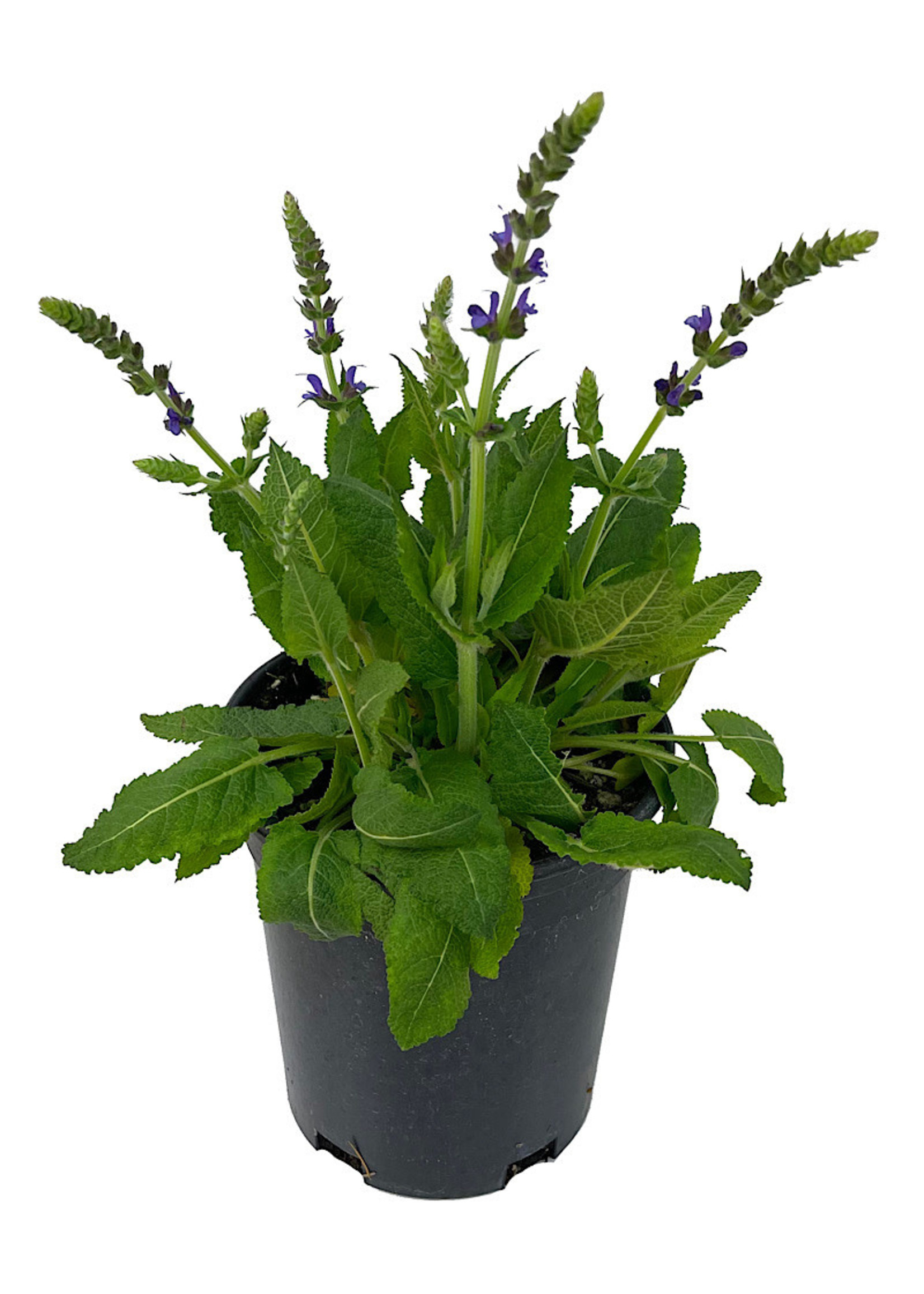 Salvia nemorosa 'May Night' 1 Gallon