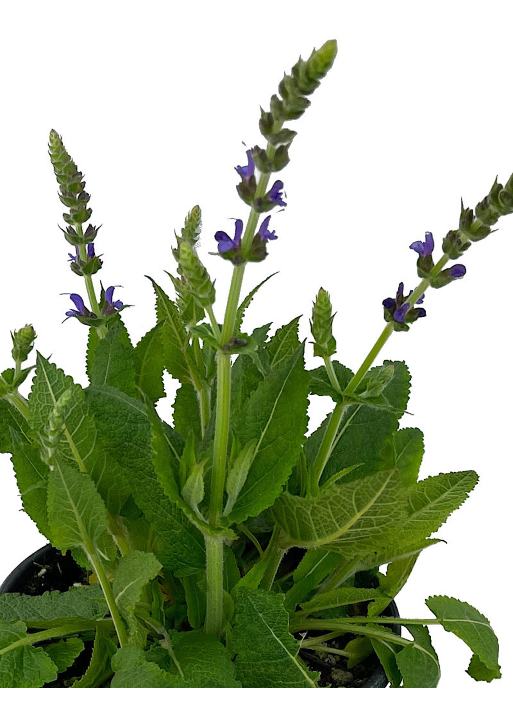 Salvia nemorosa 'May Night' 1 Gallon