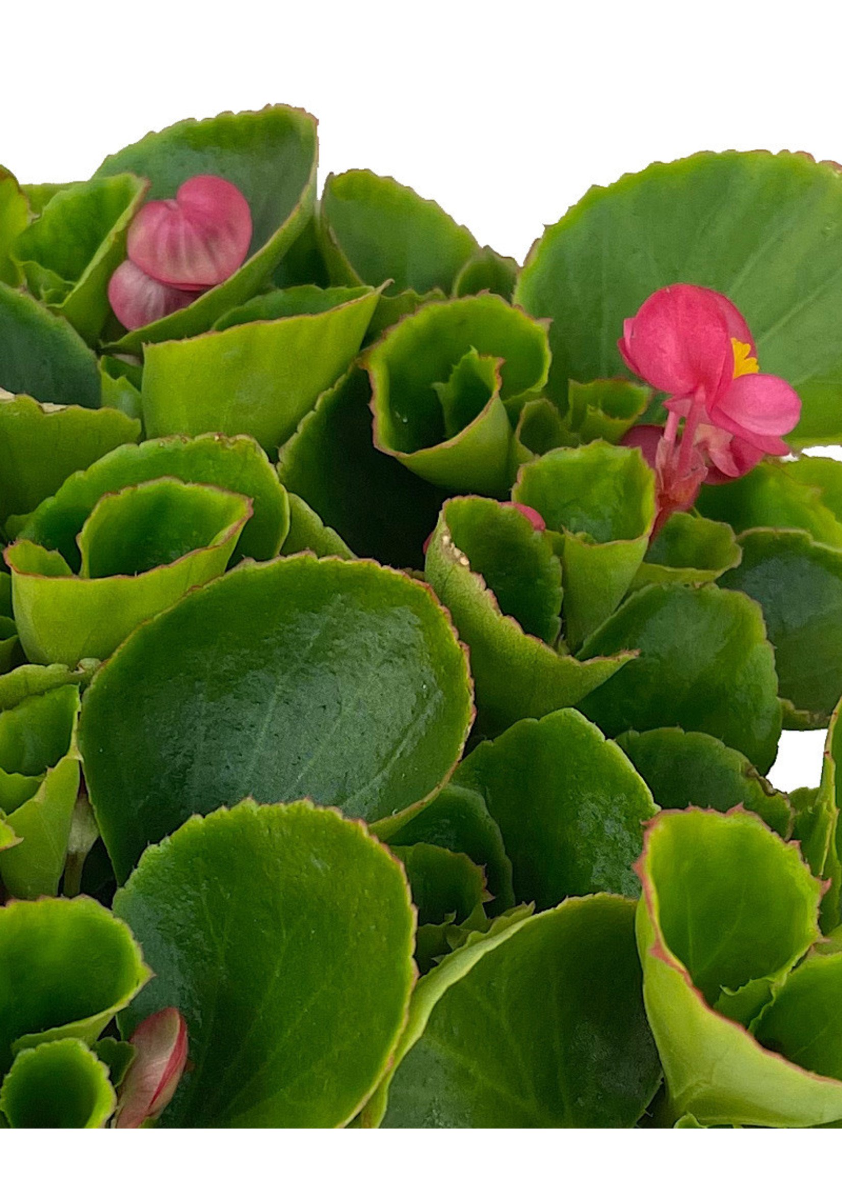 Begonia 'Ambassador Rose' Jumbo Traypack