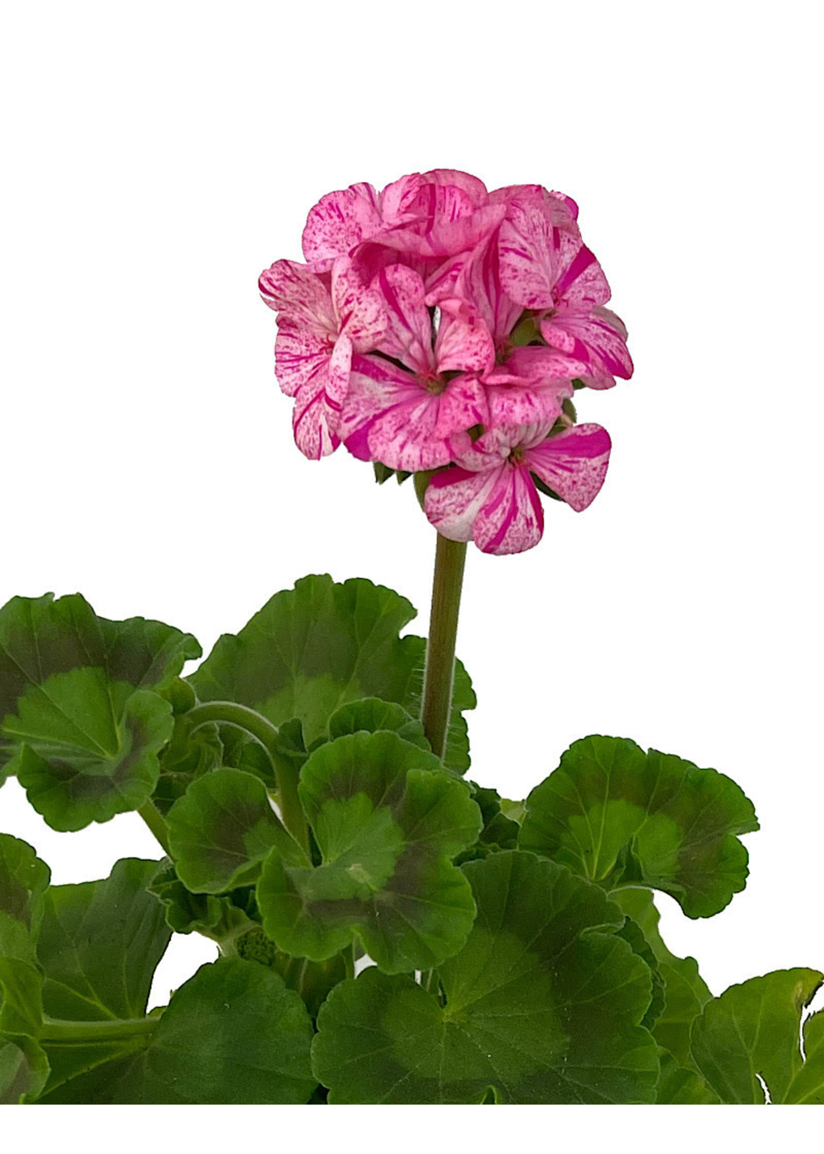 Geranium Zonal ‘Glitter Pink’ 5 Inch