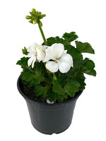 Geranium Zonal 'Presto White' 5 Inch