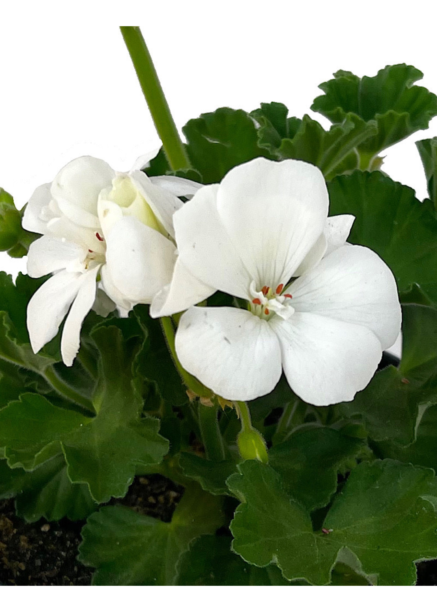 Geranium Zonal 'Presto White' 5 Inch