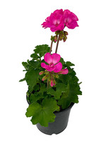 Geranium Zonal 'Fantasia Appleblossom' 5 Inch