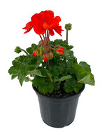 Geranium Zonal 'Presto Orange' 5 Inch