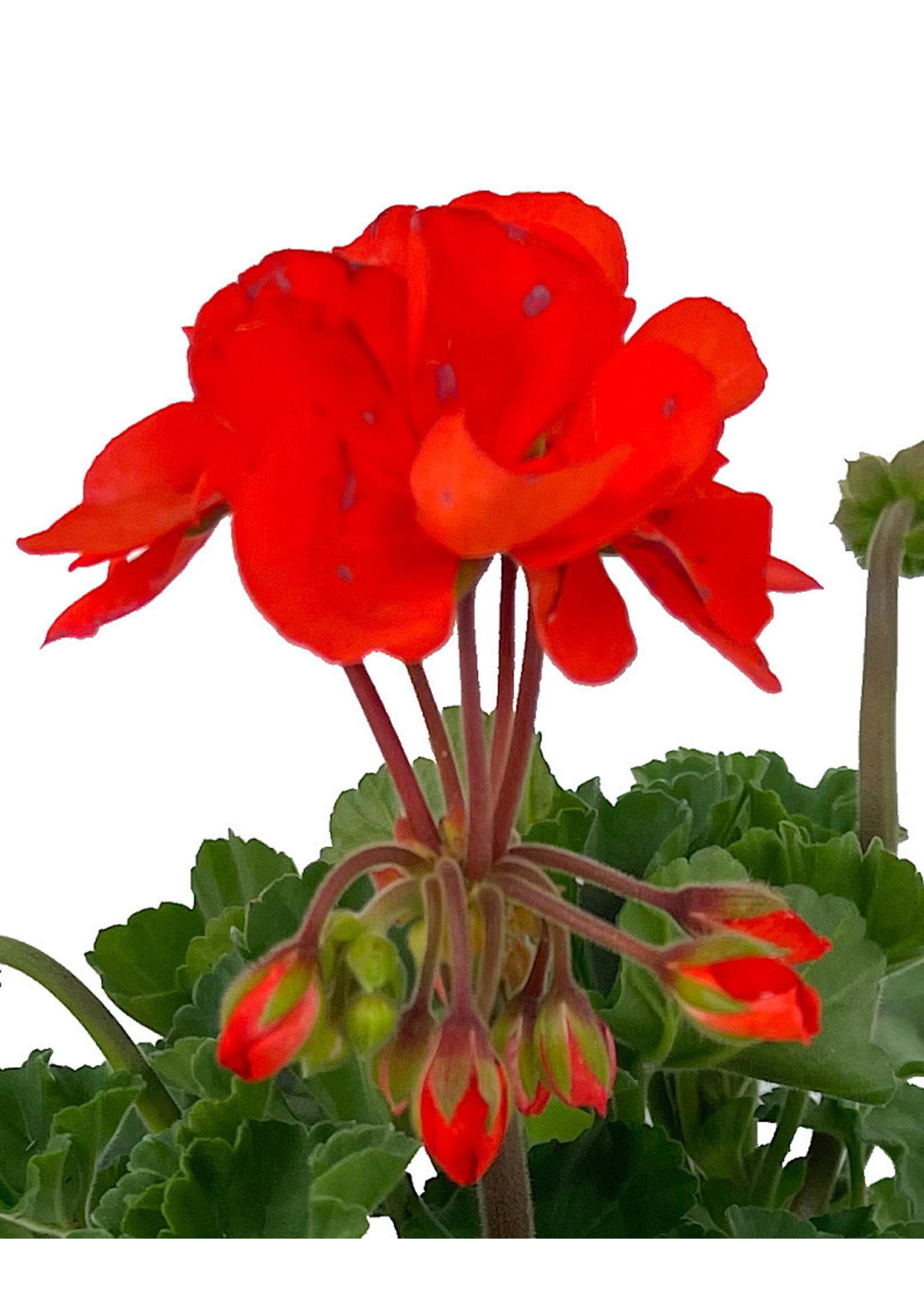 Geranium Zonal 'Presto Orange' 5 Inch