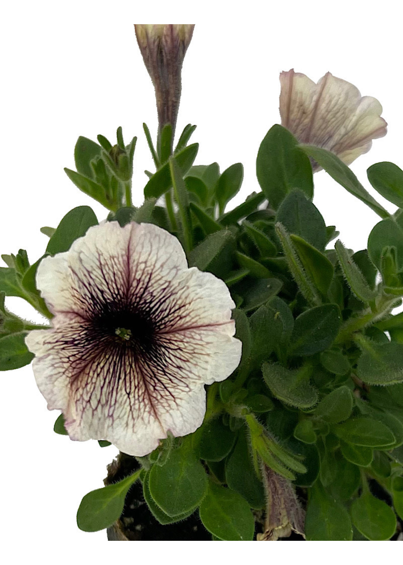 Petunia 'Supertunia Latte' 4 Inch