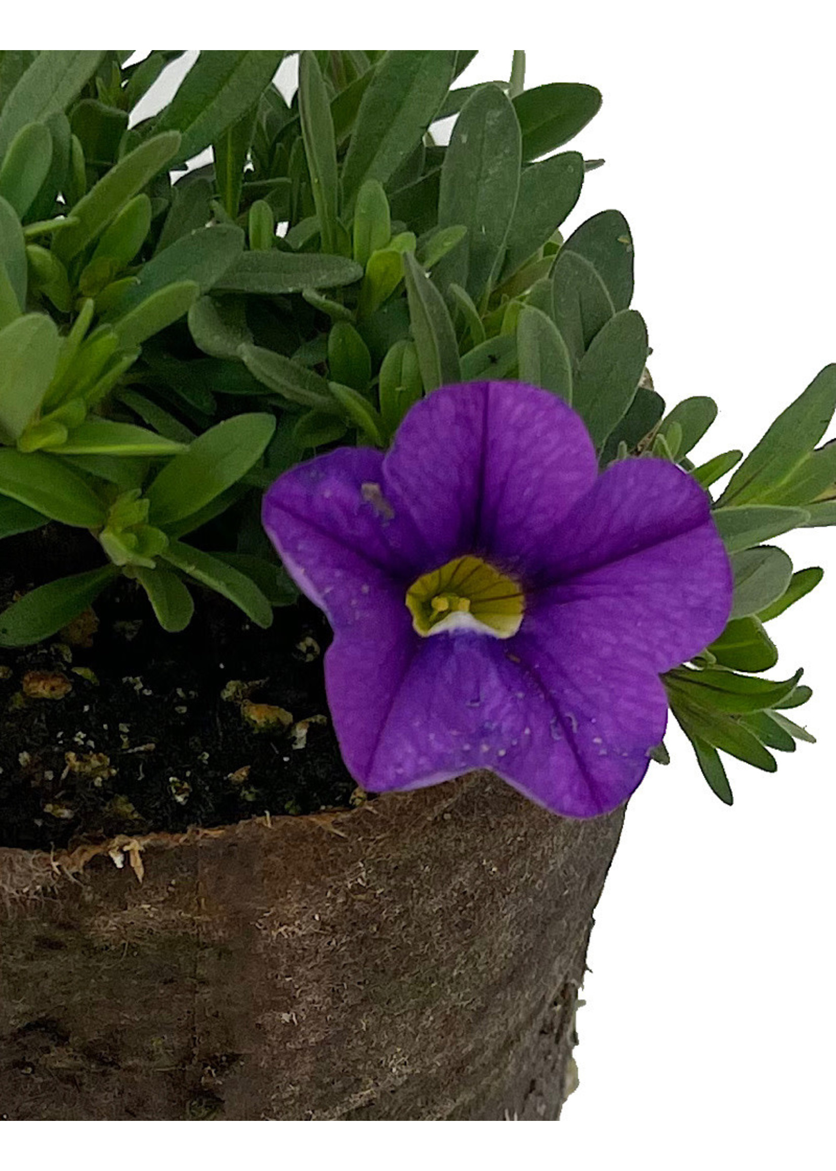 Calibrachoa 'Cabaret Lavender Improved' 4 Inch