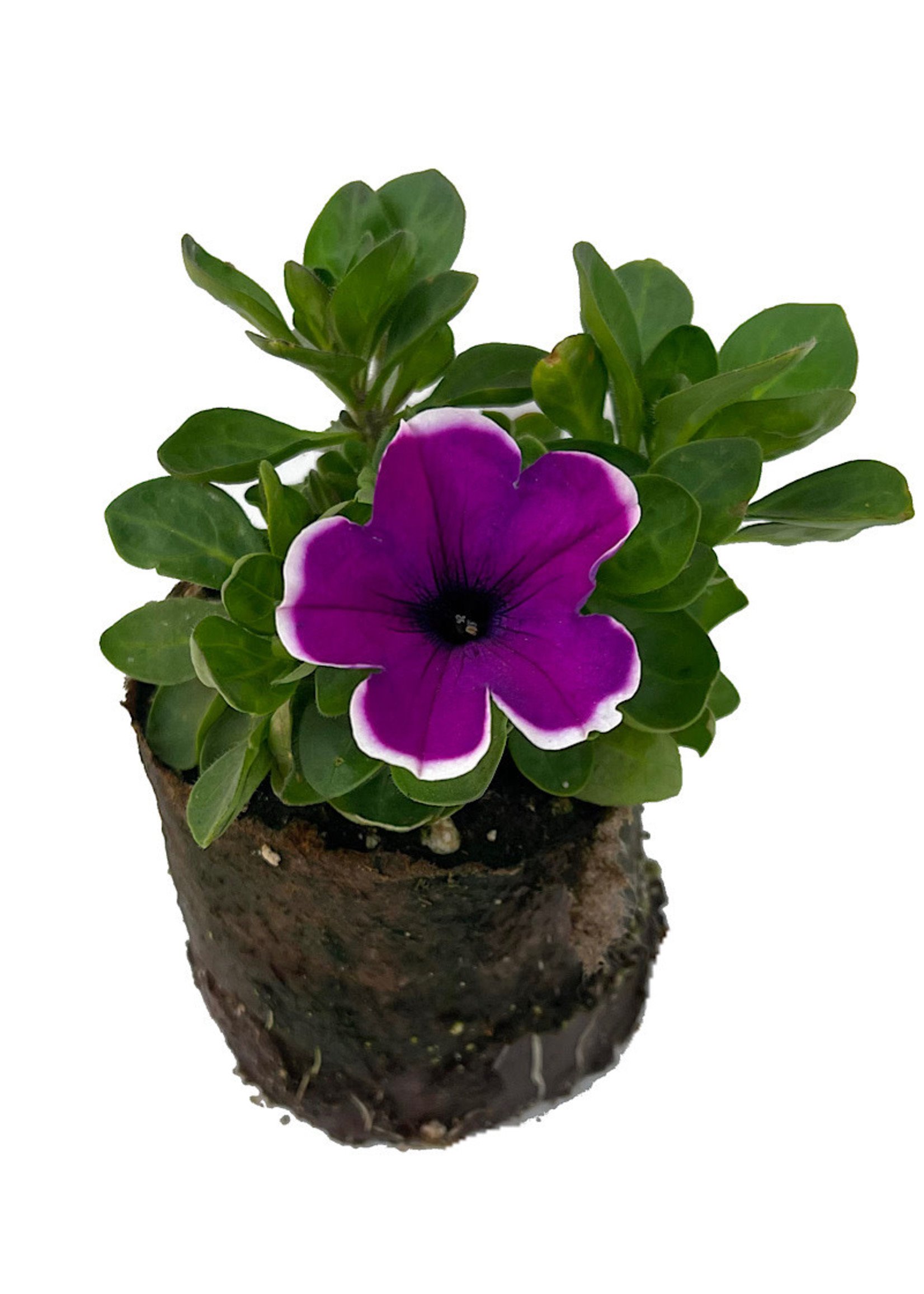Petunia ‘Main Stage Violet Picotee’ 4 Inch