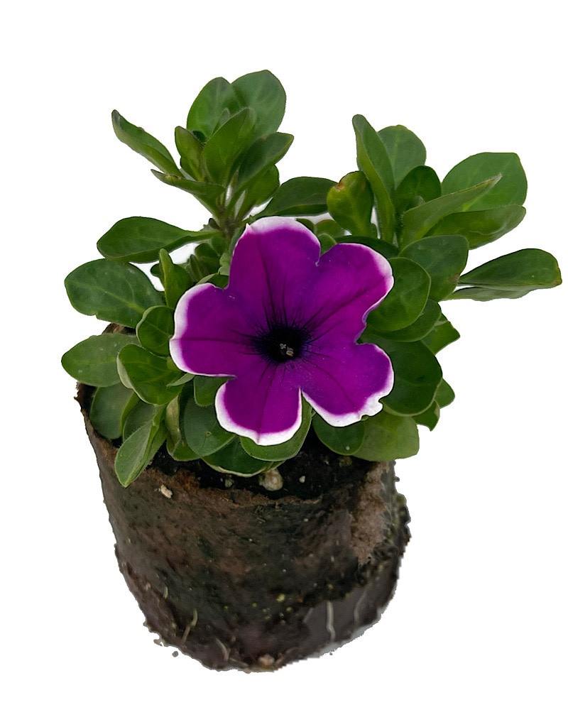 Petunia ‘Main Stage Violet Picotee’ 4 inch The Garden Corner