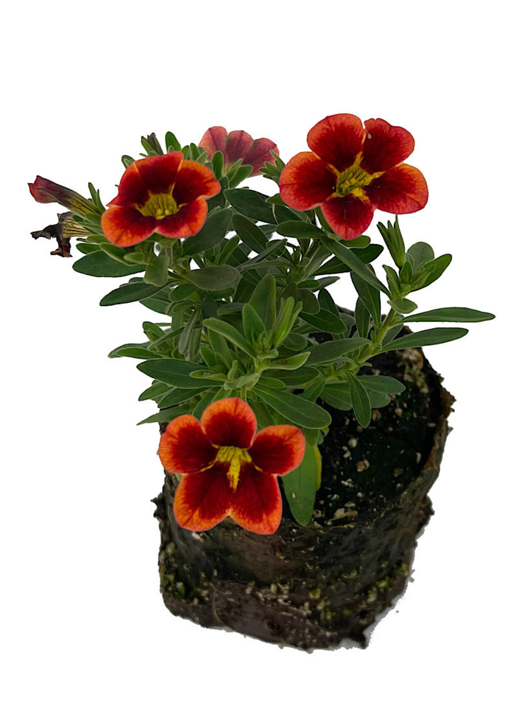 Calibrachoa 'Can Can Bumble Bee Orange' 4 Inch