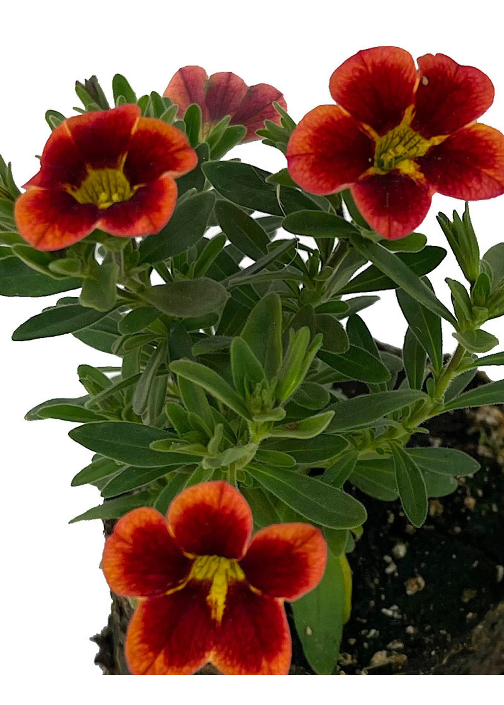 Calibrachoa 'Can Can Bumble Bee Orange' 4 Inch