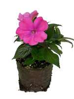 Sunpatiens ‘Compact Hot Pink’ 4 Inch