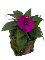 Sunpatiens ‘Compact Purple’ 4 Inch