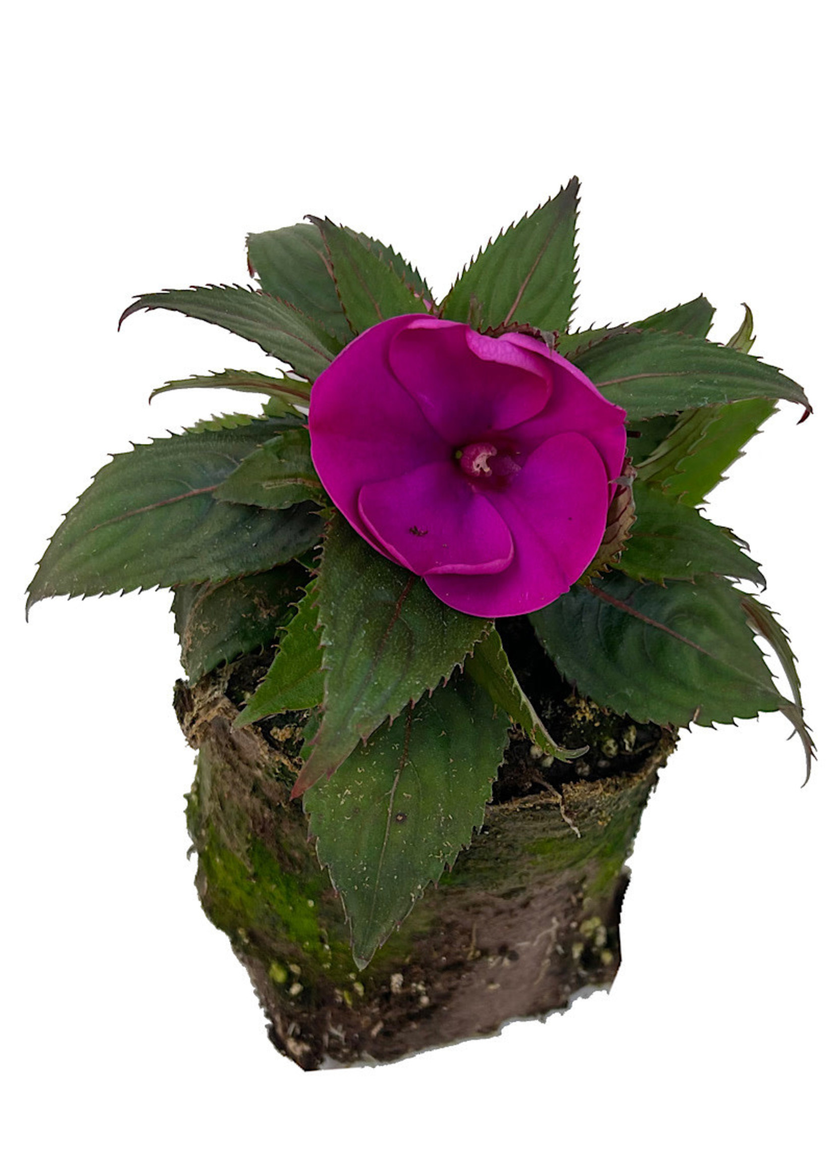 Sunpatiens ‘Compact Purple’ 4 Inch