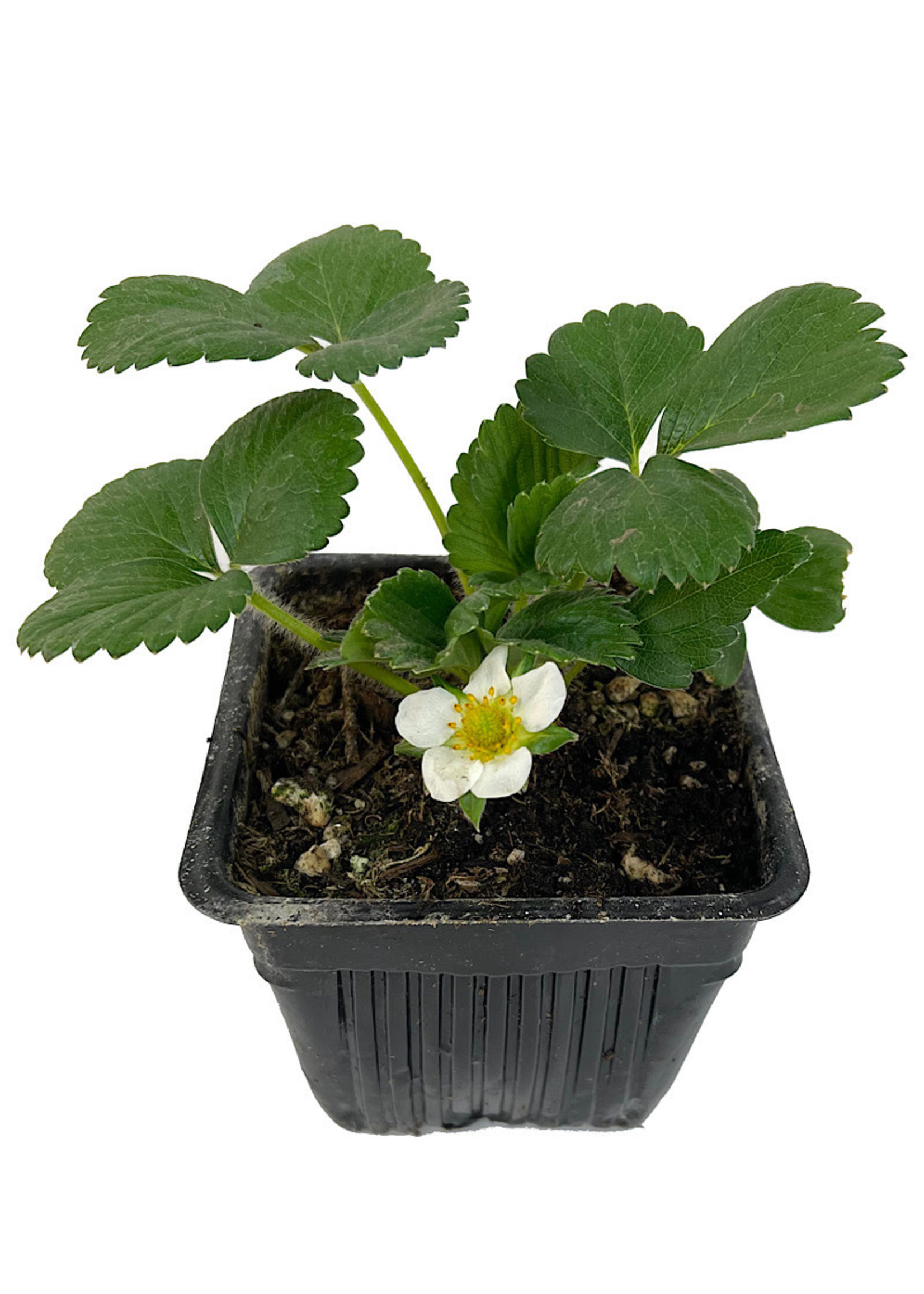 Strawberry 'Albion' 4 Inch