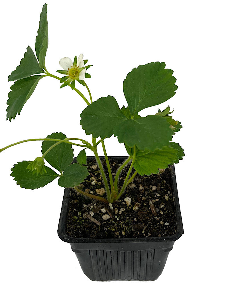 Strawberry 'Sequoia' 4 inch The Garden Corner
