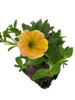 Petunia 'Supertunia Honey' 4 Inch