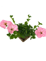 Petunia ‘Main Stage Pink’ 4 Inch
