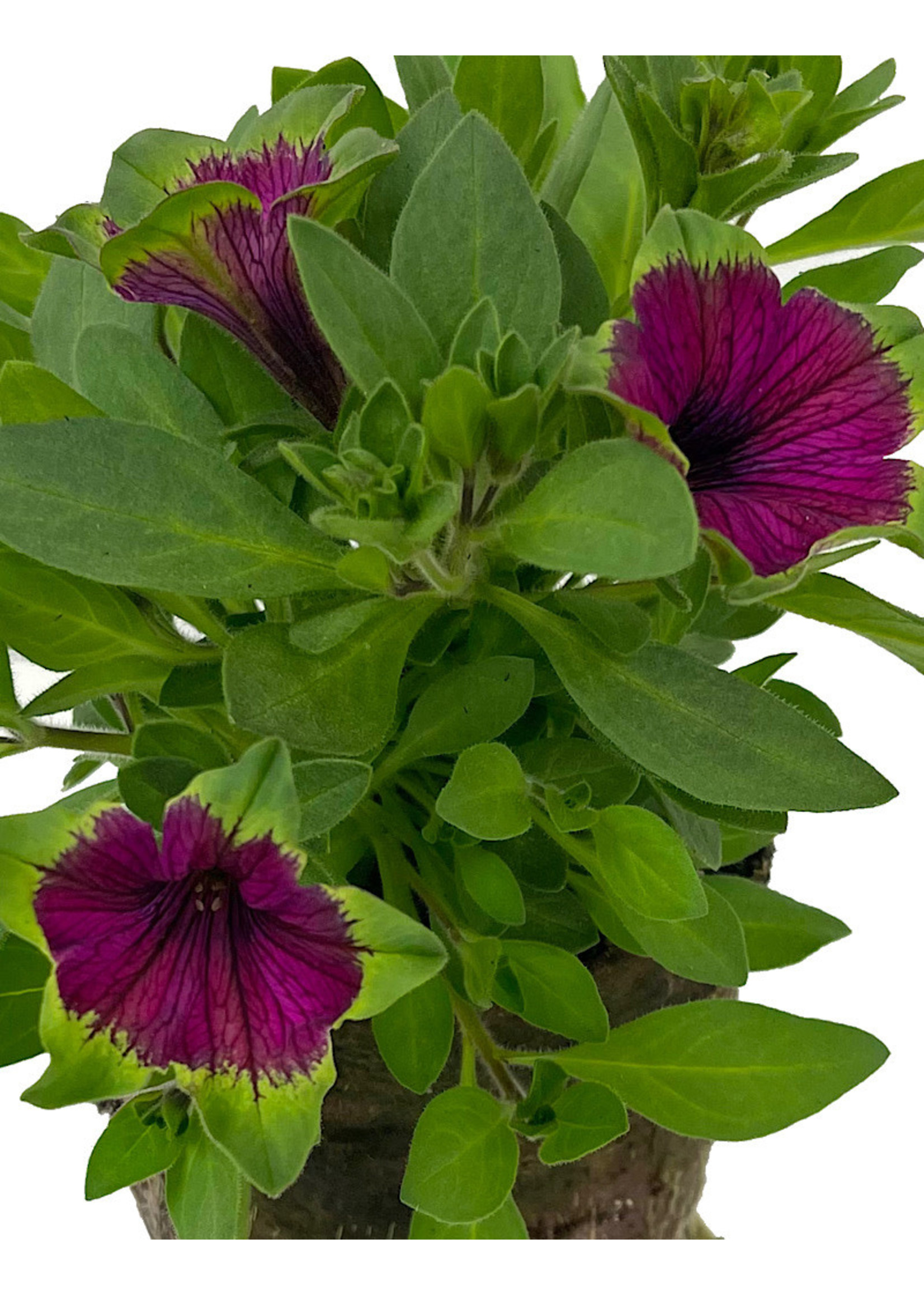 Petunia 'Picasso in Purple’ 4 Inch