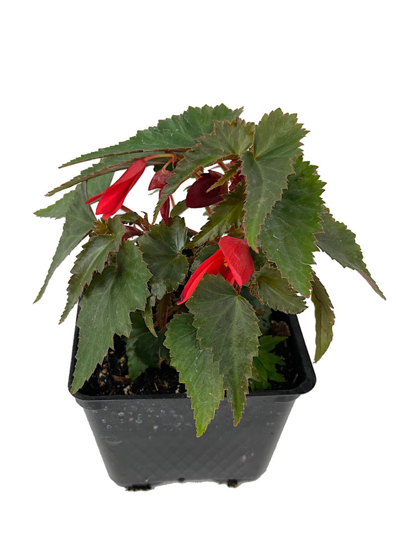 Begonia 'Mistral Dark Red' 4 Inch