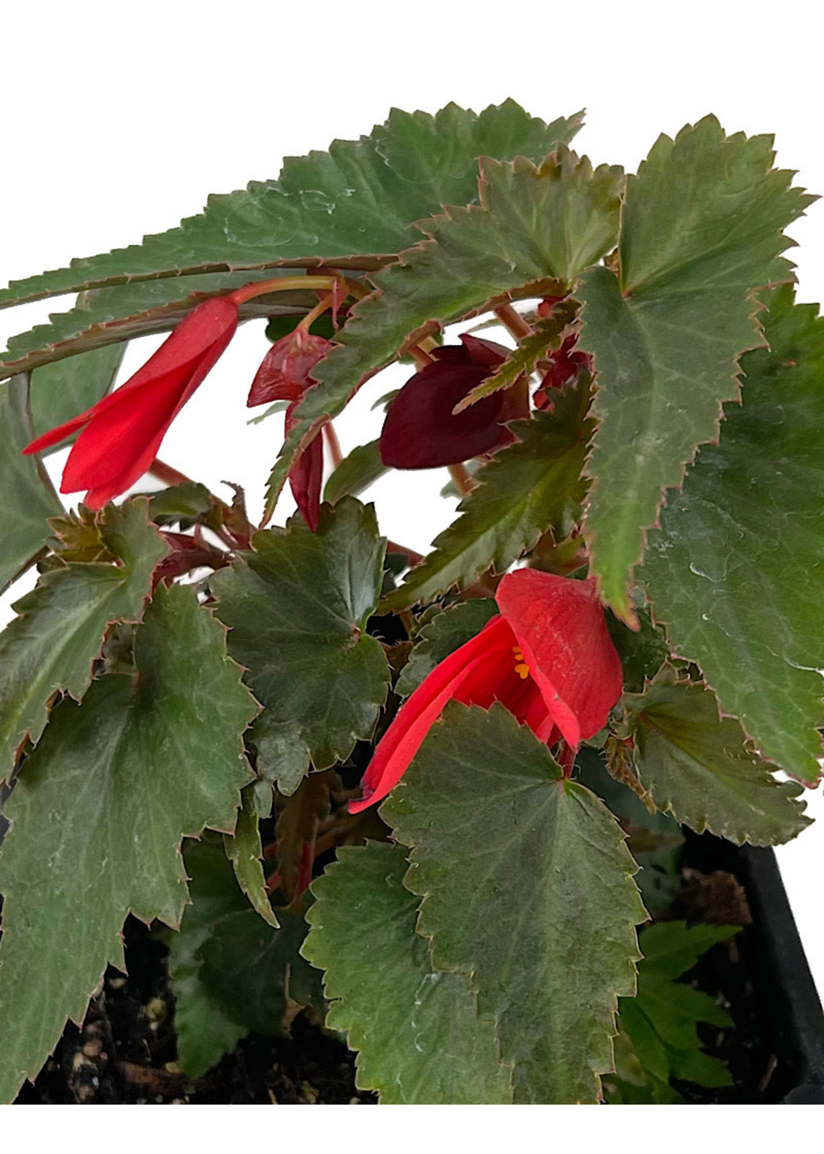 Begonia 'Mistral Dark Red' 4 Inch