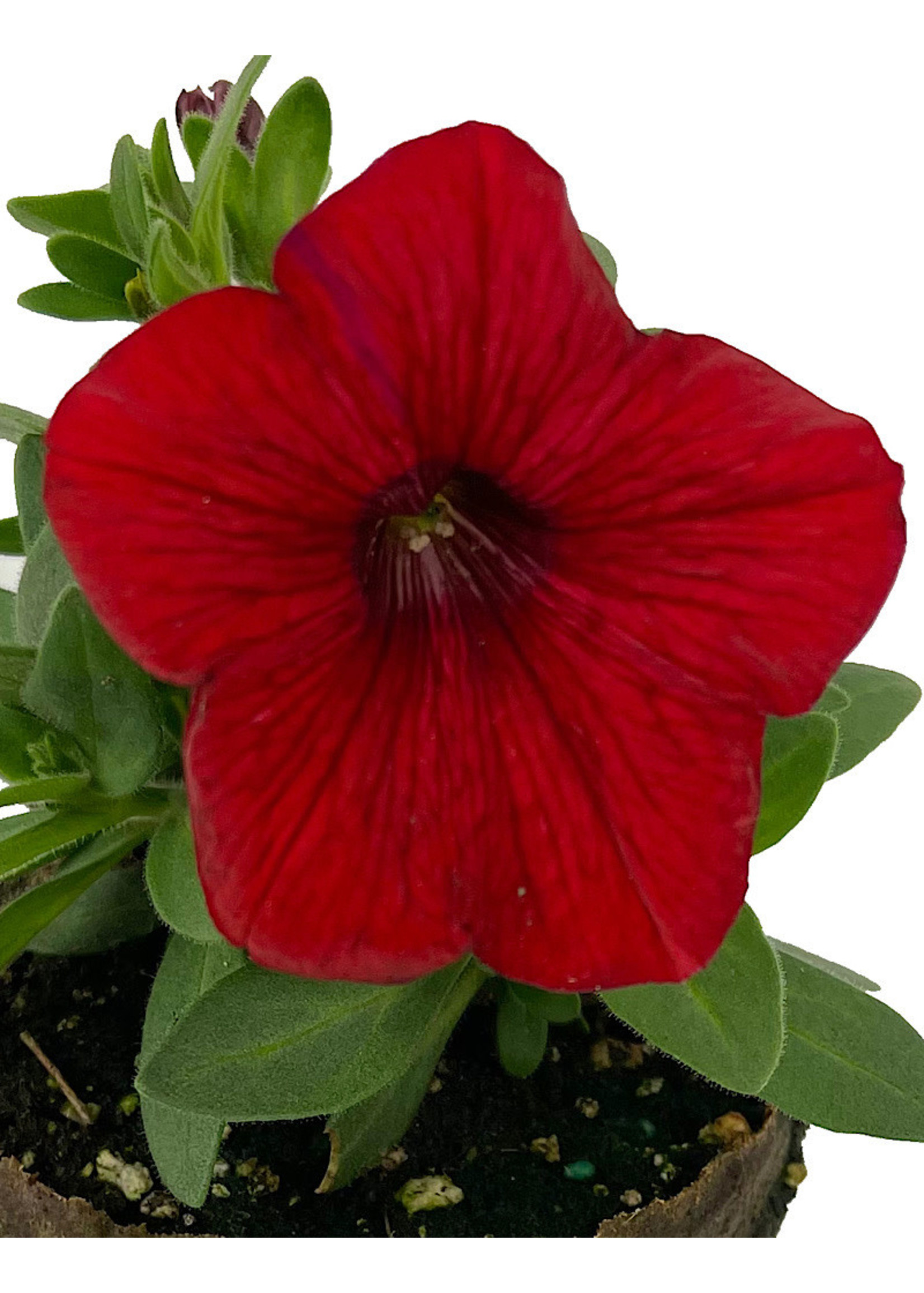 Petunia 'Sweetunia Hot Rod Red’ 4 Inch