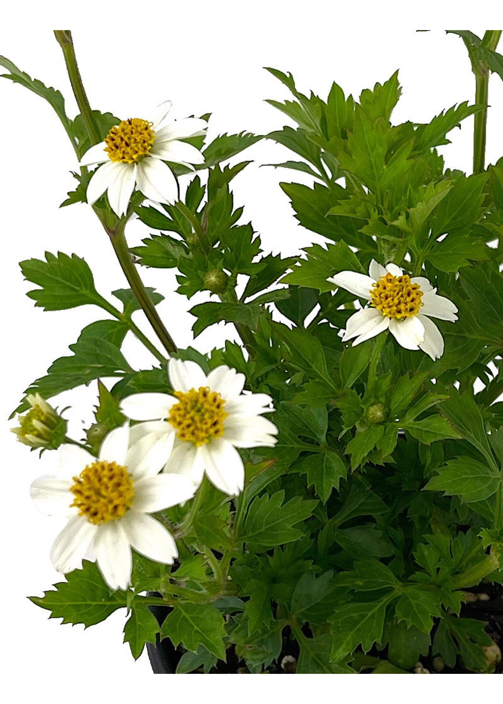 Bidens 'White Delight' 4 Inch