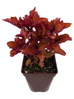 Coleus 'Henna' 4 Inch