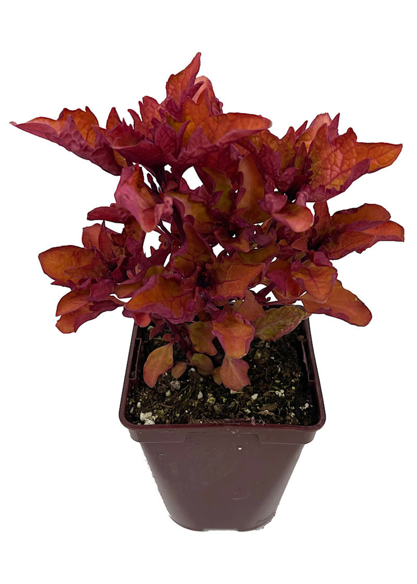 Coleus 'Henna' 4 Inch