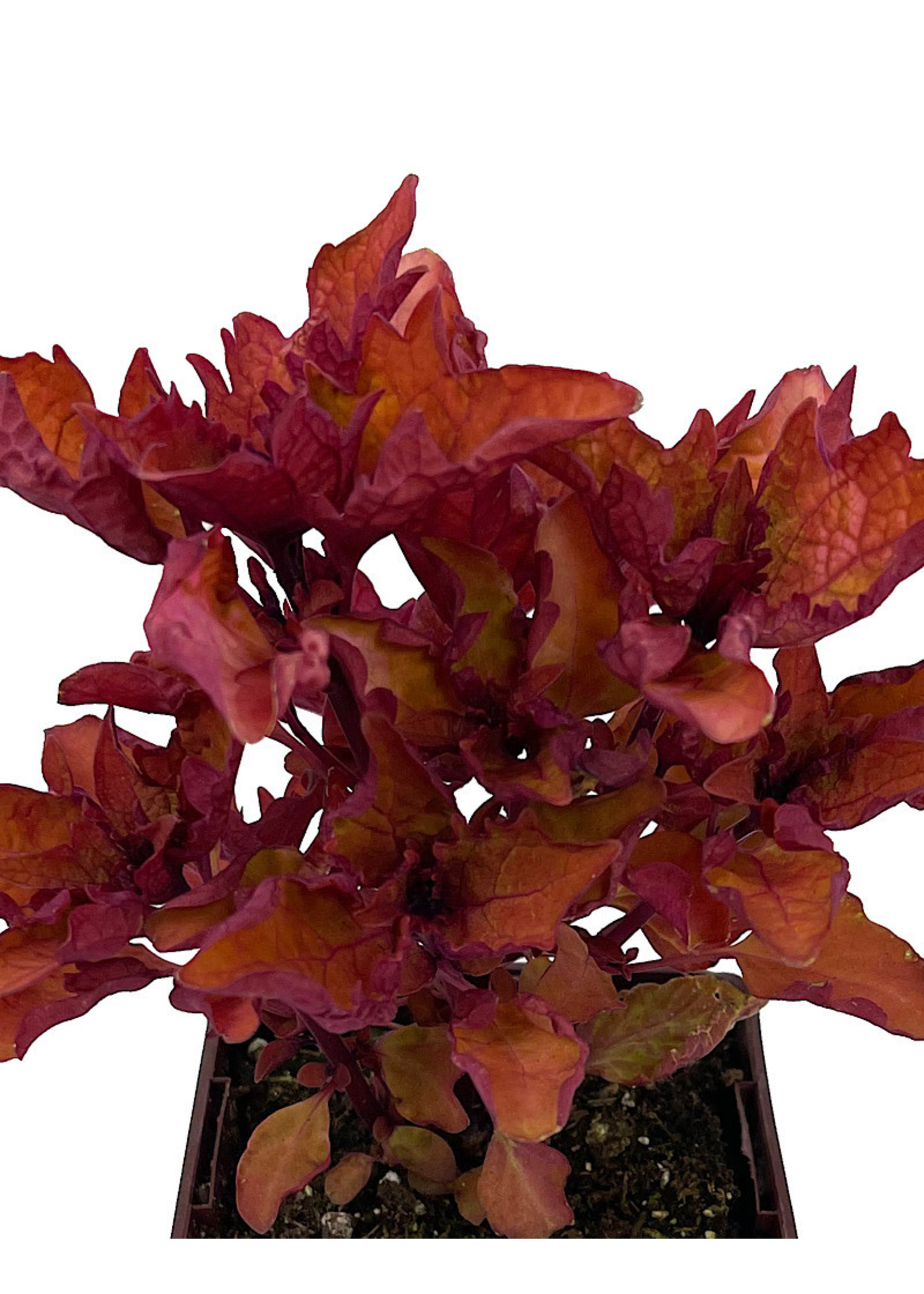 Coleus 'Henna' 4 Inch