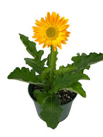 Gerbera garvinea 'Sweet Smile' 1 Gallon